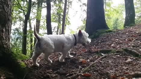 dog climbing up in the woods in slow motion