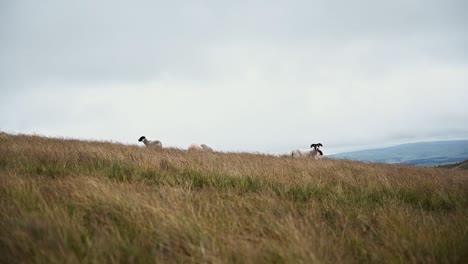 Flock-of-sheep-grazing-in-the-distance-in-the-scottish-highlands