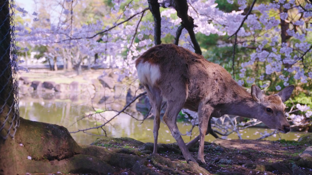 Uroczy mały jeleń jedzący płatki sakury w Nara, wiosna w Japonii.