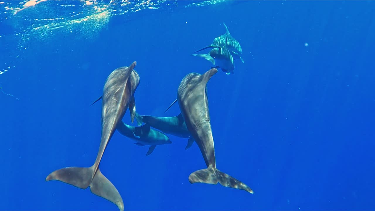 수중에서 수영하는 돌고래 무리 - 슬로우 모션 샷