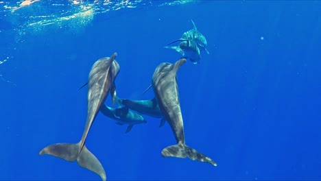 a group of dolphins swimming underwater - slow motion shot