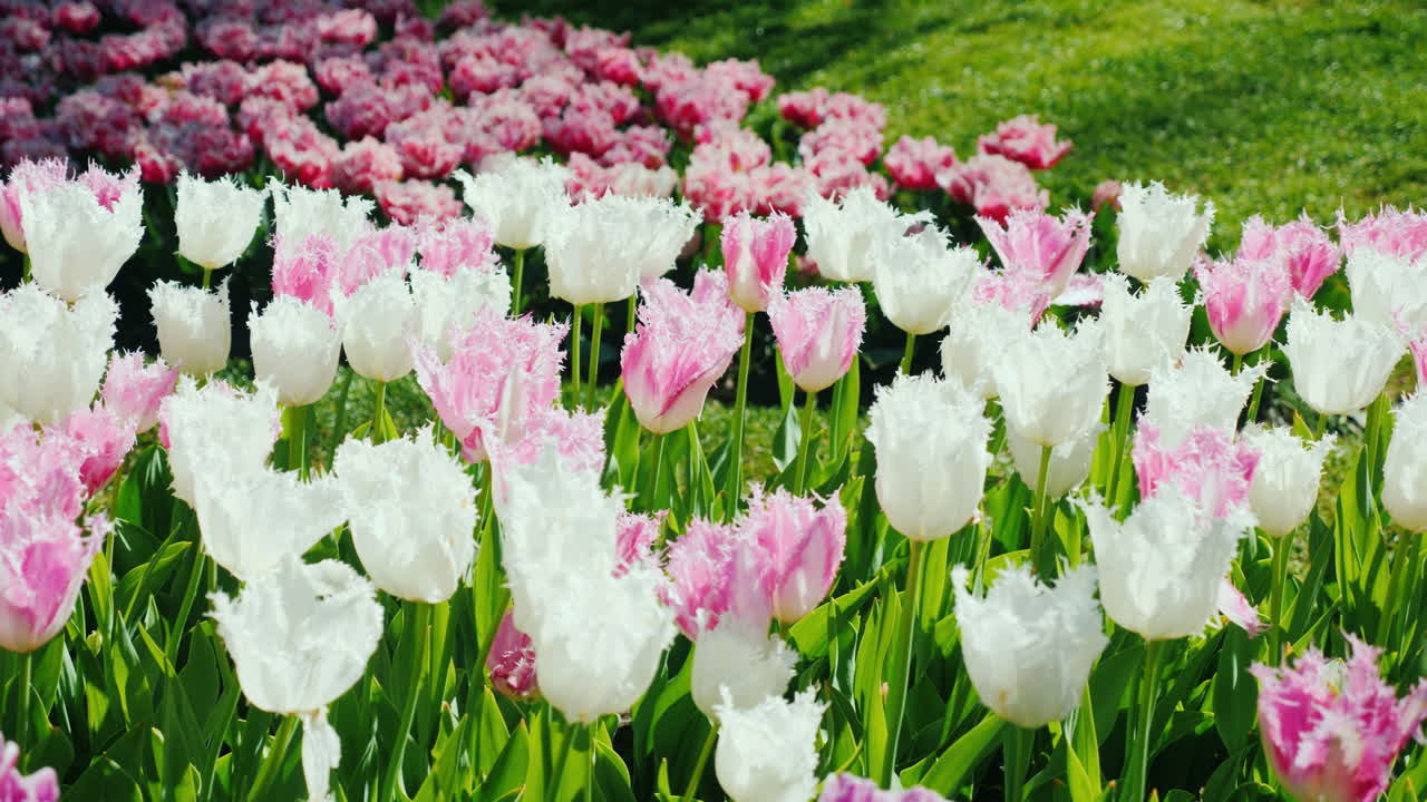 tulipas crescendo na holanda