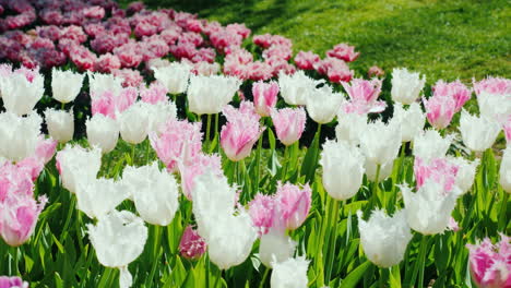 Tulpen-Wachsen-In-Den-Niederlanden