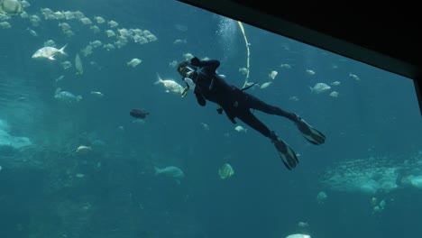 surface supplied underwater diver in aquarium tank cleans the windows