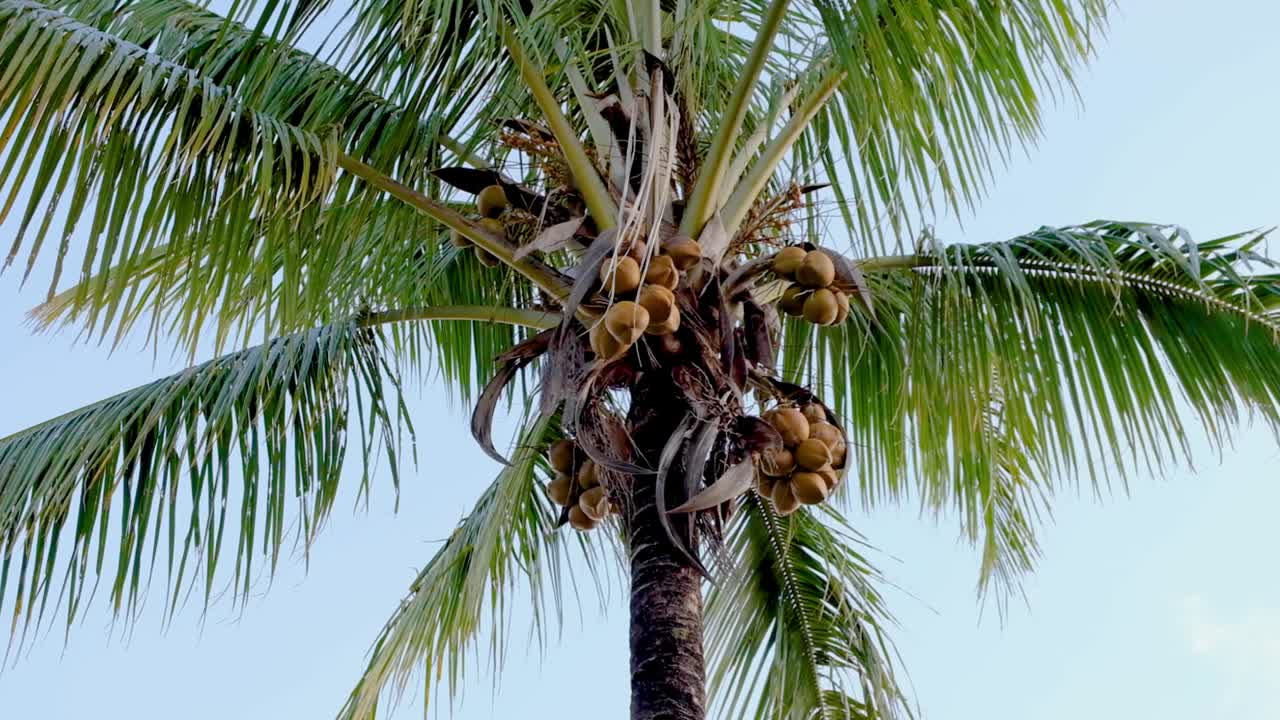 palmera de coco cargada con racimos de cocos frescos, tronco delgado y suave y corona de hojas en un destino de isla tropical