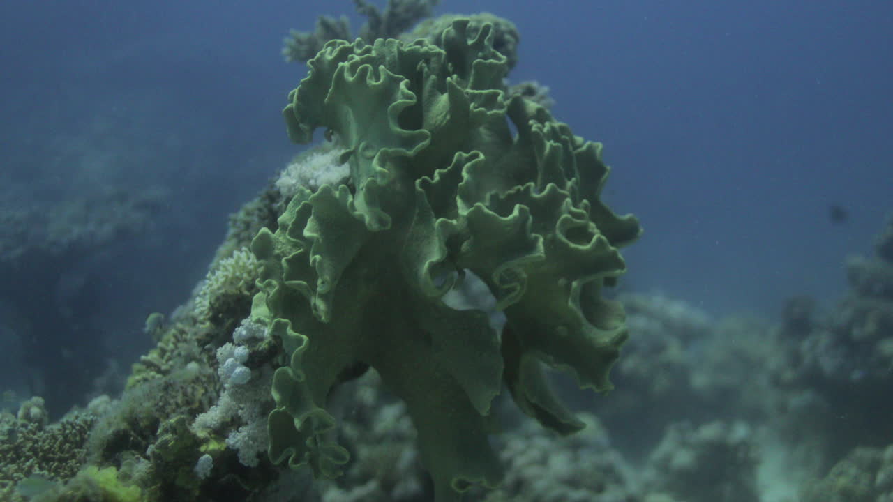 Sarcophyton trocheliophorum è comunemente chiamato Corallo a fungo di pelle, Corallo molle di pelle o Corallo molle carnoso.