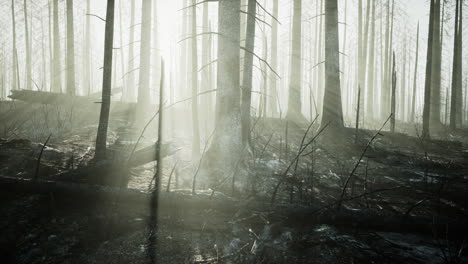 a burned forest landscape after a wildfire