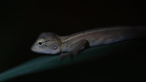 The-Oriental-Garden-Lizard-is-also-called-the-Eastern-Garden-Lizard,-Bloodsucker-and-Changeable-Lizard