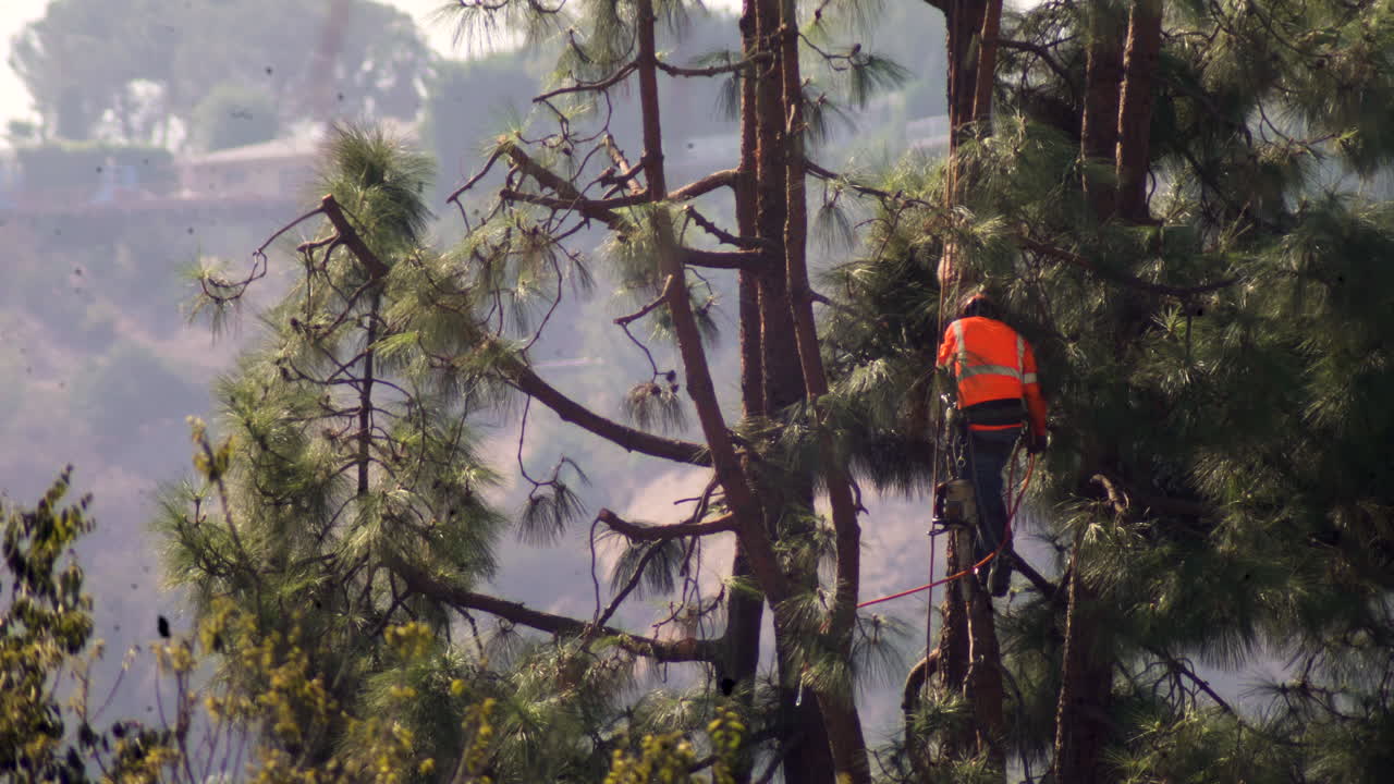 An arborist performs tree surgery pruning with a chainsaw and hanging from a harness on ropes, jumping between branches very high above the ground