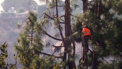 An-arborist-performs-tree-surgery-pruning-with-a-chainsaw-and-hanging-from-a-harness-on-ropes,-jumping-between-branches-very-high-above-the-ground