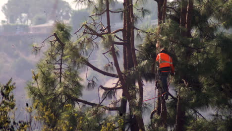 an arborist performs tree surgery pruning with a chainsaw and hanging from a harness on ropes, jumping between branches very high above the ground