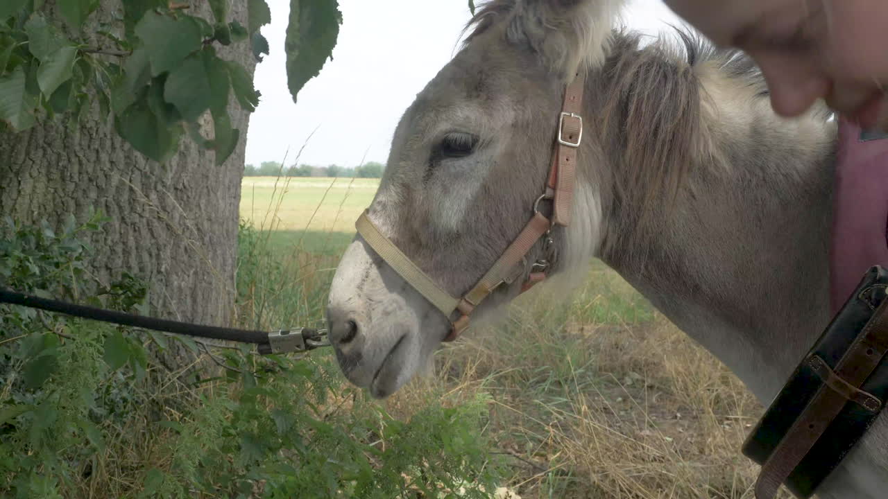 una niña alimentando con la mano una manzana de burro