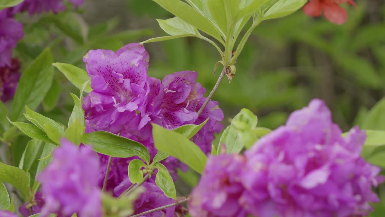 Stunning cinematic close up view over purple flowers in full bloom