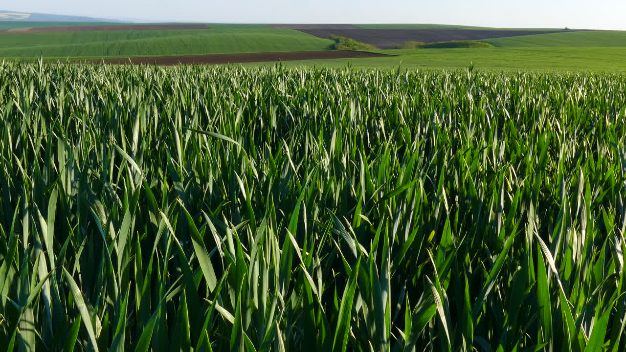 niveles de trigo joven y verde. paisaje rural