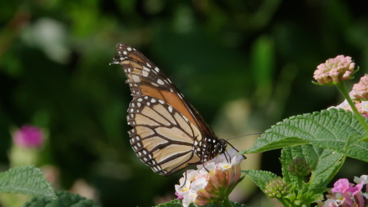 Monarch Butterfly on Flowers