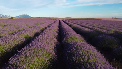 Blooming-summer-lavender-field-aerial-view-in-Plateau-de-Valensole,-Provence