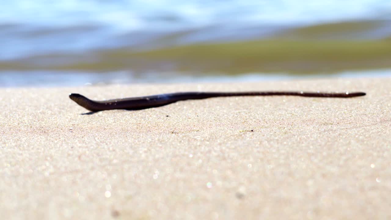 모래 해변에 있는