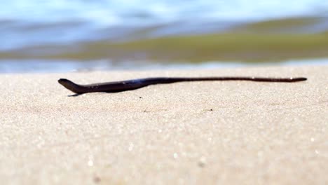 snake on sandy beach