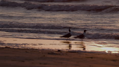 Sonnenaufgang-Am-Strand-Der-Golfküste-Mit-Möwen