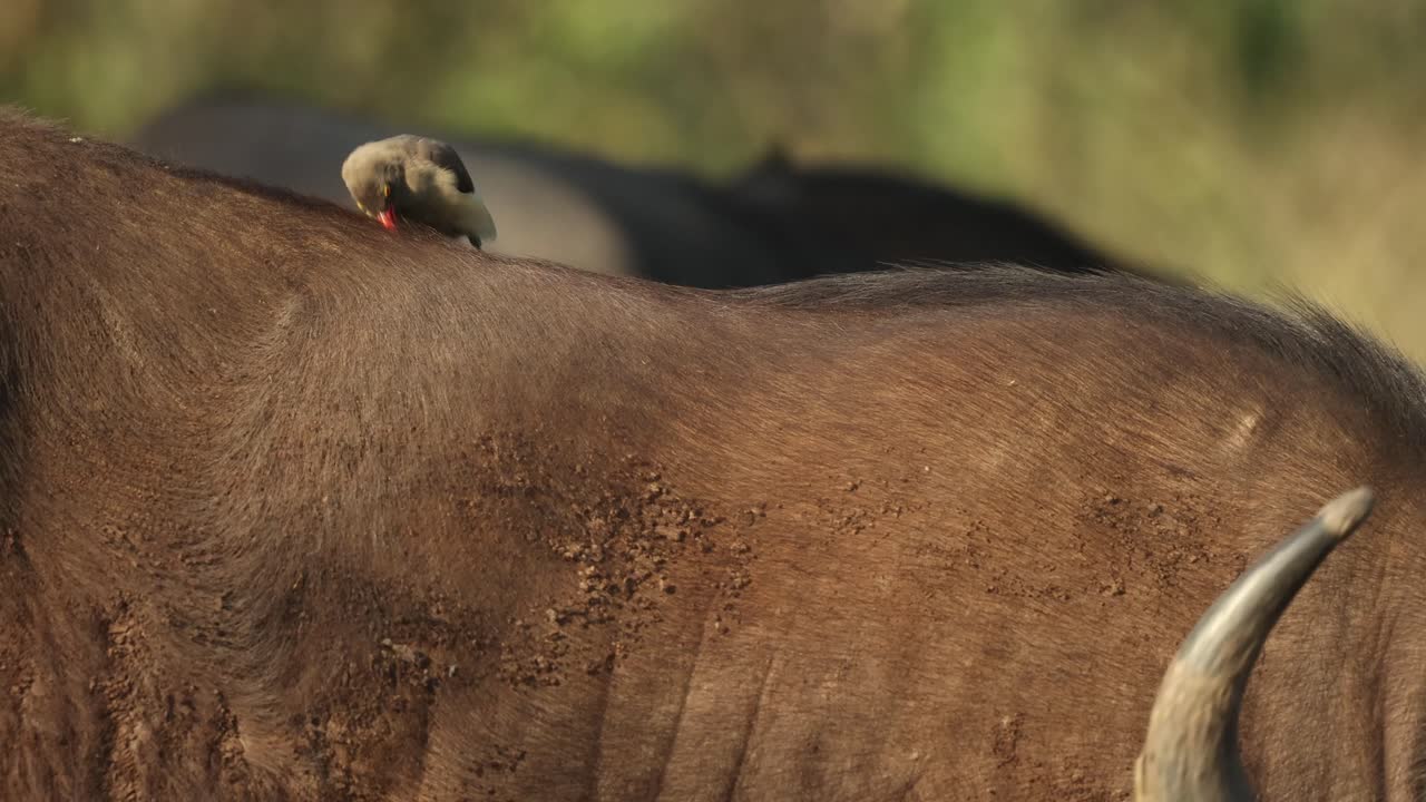 Una bufaga beccorosso che pulisce la schiena di un bufalo cafro prima di scendere dalla schiena nel Parco Nazionale Kruger