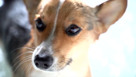 Perro-Corgi-Bañándose