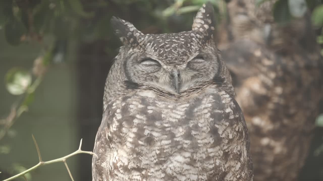 Cape eagle owl sleeping in a cage