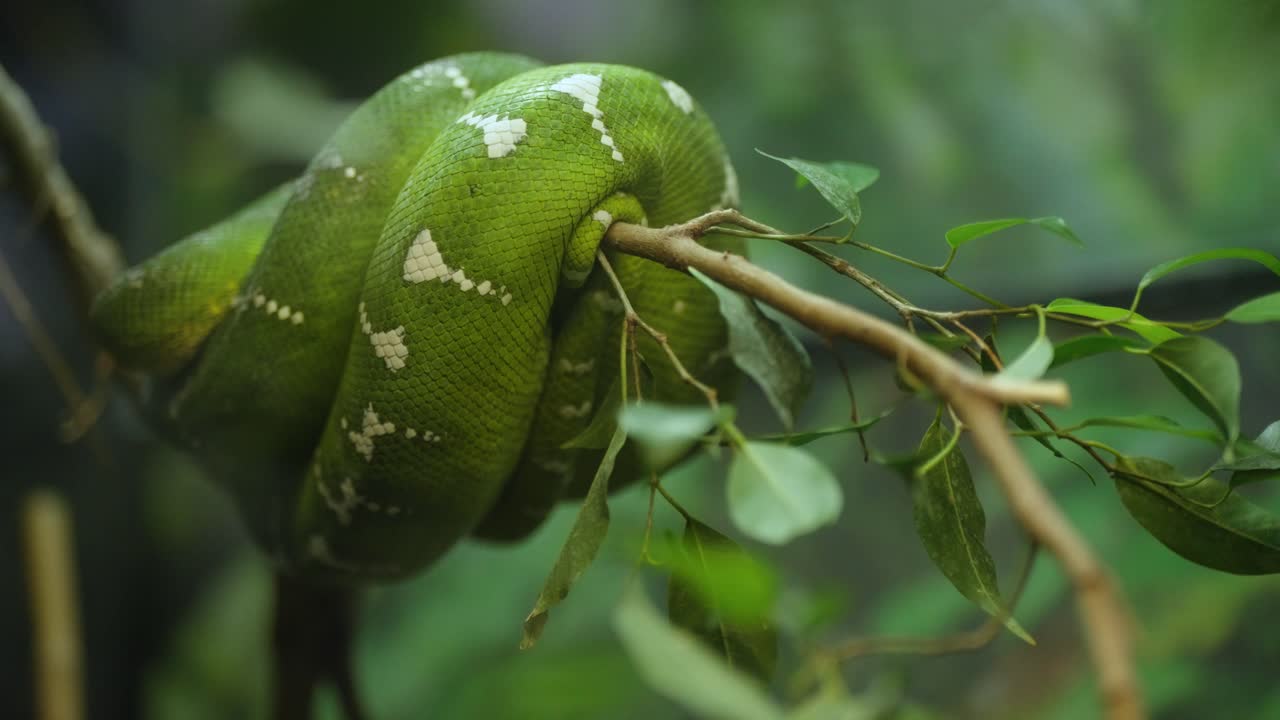 boa smeraldino appollaiato e acciambellato su un ramo