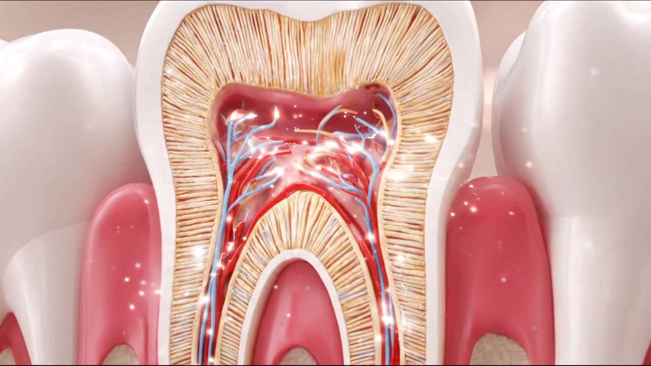 Human Tooth Cross Section Showing Internal Dental Structure and Root Canal