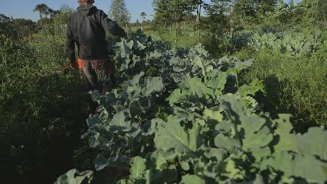 Farmer-carries-a-broccoli-plant-through-a-vegetable-crop-field