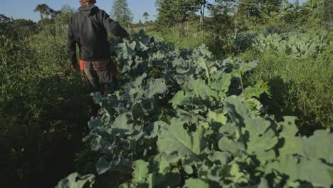 el granjero lleva una planta de brócoli a través de un campo de cultivo de hortalizas.