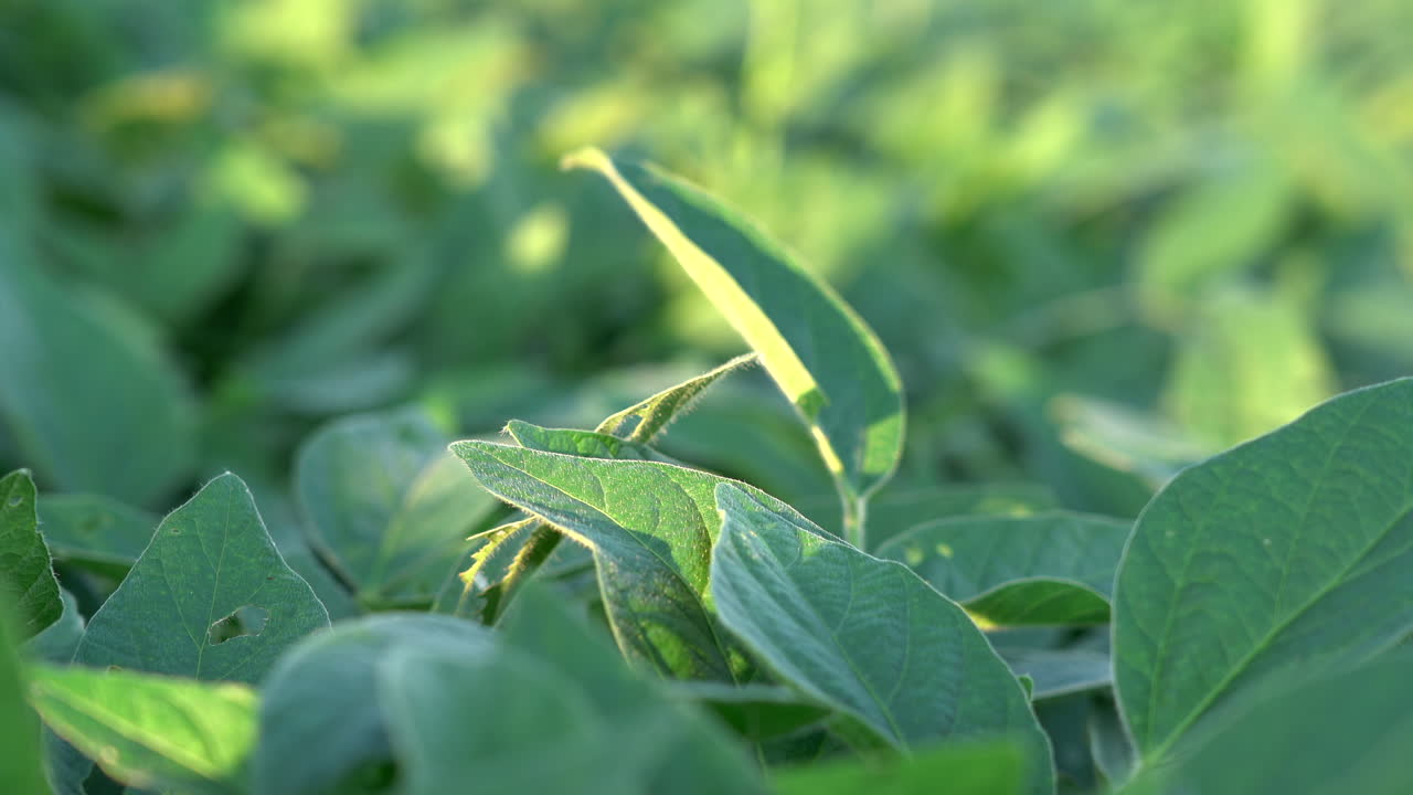 un campo de plantas de soja a la luz del sol vespertino