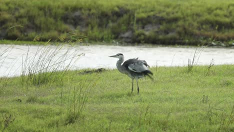 Toma-Amplia-De-Una-Garza-Gris-Temblando-Mientras-Está-De-Pie-Junto-Al-Río,-Gran-Kruger