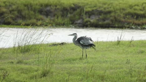 toma amplia de una garza gris temblando mientras está de pie junto al río, gran kruger