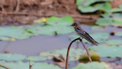 Un-Pequeño-Pájaro-De-Rápido-Movimiento-Que-Se-Encuentra-En-Casi-Todas-Partes-Del-Mundo,-La-Mayor-Parte-Del-Tiempo-Volando-Para-Atrapar-Algunos-Insectos-Pequeños