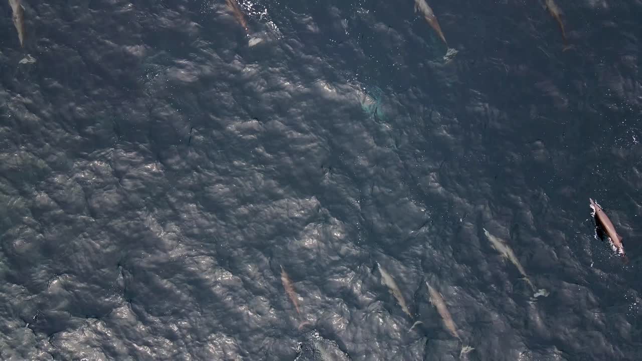 Aerial View of a Large Pod of Spinner Dolphins Swimming together on the Ocean Surface off the Coast of Puerto Escondido Mexico