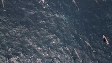 Vista-Aérea-De-Una-Gran-Manada-De-Delfines-Nadando-Juntos-En-La-Superficie-Del-Océano-Frente-A-La-Costa-De-Puerto-Escondido-México