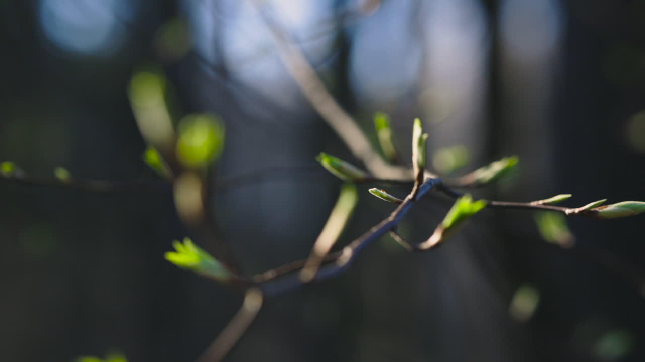 disparo de foco de rack de brotes verdes en la rama de un árbol delgado, fondo oscuro
