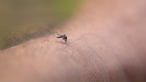las picaduras de mosquitos causan enfermedades como el dengue y la malaria.