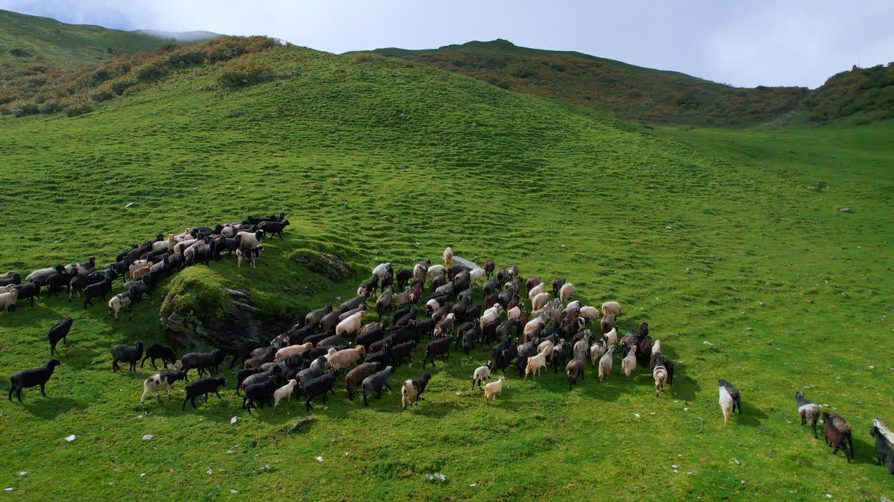 Flocks of sheep graze high Nepal's green landscape, movement of animals in groups, unique drone shot Heavenly environment