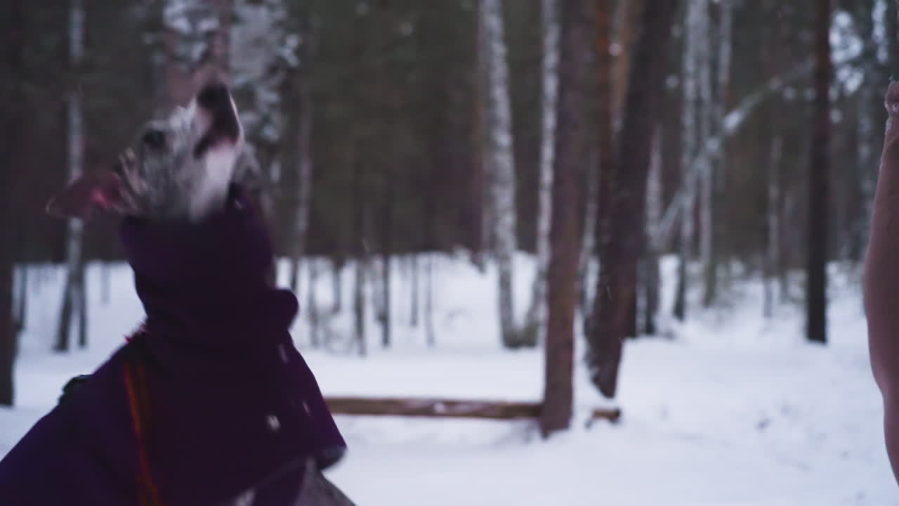Greyhound in purple coat jumps excitedly near person in winter clothing during snowy forest walk, only partially visible in dynamic motion, suggesting playful behavior and energetic interaction with owner