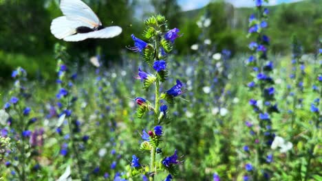 A Beautiful Field of Vibrant Blue Wildflowers Under the Sun, Capturing Nature&#039;s Elegance and Serenity in Full Bloom During a Clear Day