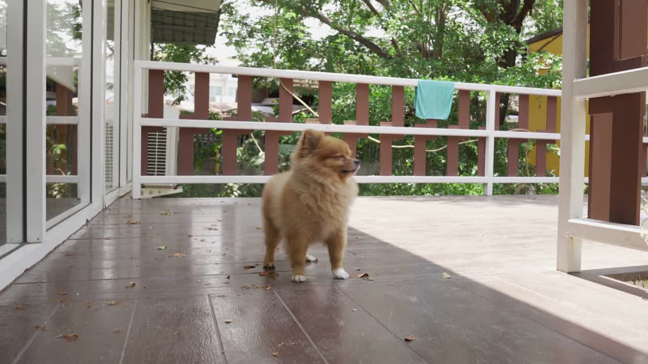 갈색 포메라니아 개, 귀여운 작은 애완동물, 짧은 머리카락, 둥근 얼굴 스타일, 집 주위를 달려라.