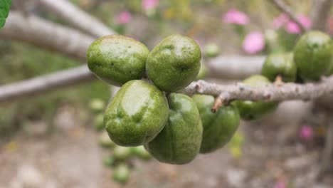 traditional tropical fruit harvest, fresh jocotes in central america