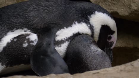 male african penguin vigorously breeding with female penguin - closeup