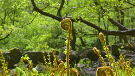 New-growth---ferns-in-springtime-stock-video,-shot-in-damp-English-woodlands