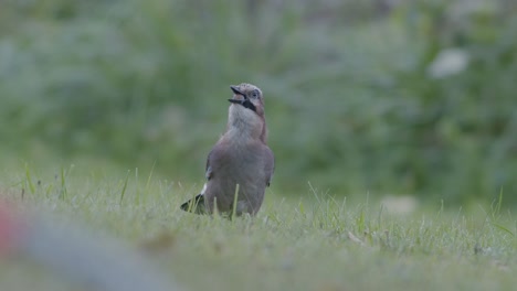 Eurasian-jay-picking-up-acorns-for-winter-and-swallows-them