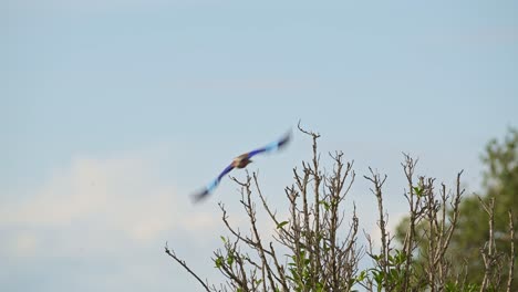 movimiento lento del pájaro rodante de pecho lila volando en vuelo despegando de la percha en el arbusto en áfrica, aves africanas posadas en una rama, ramas de arbustos en un safari de vida silvestre en masai mara