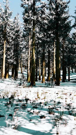 bosque de pinos nevados