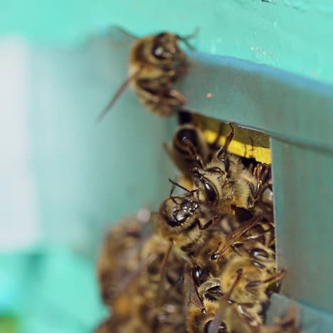 lots of bees at beehive entrance