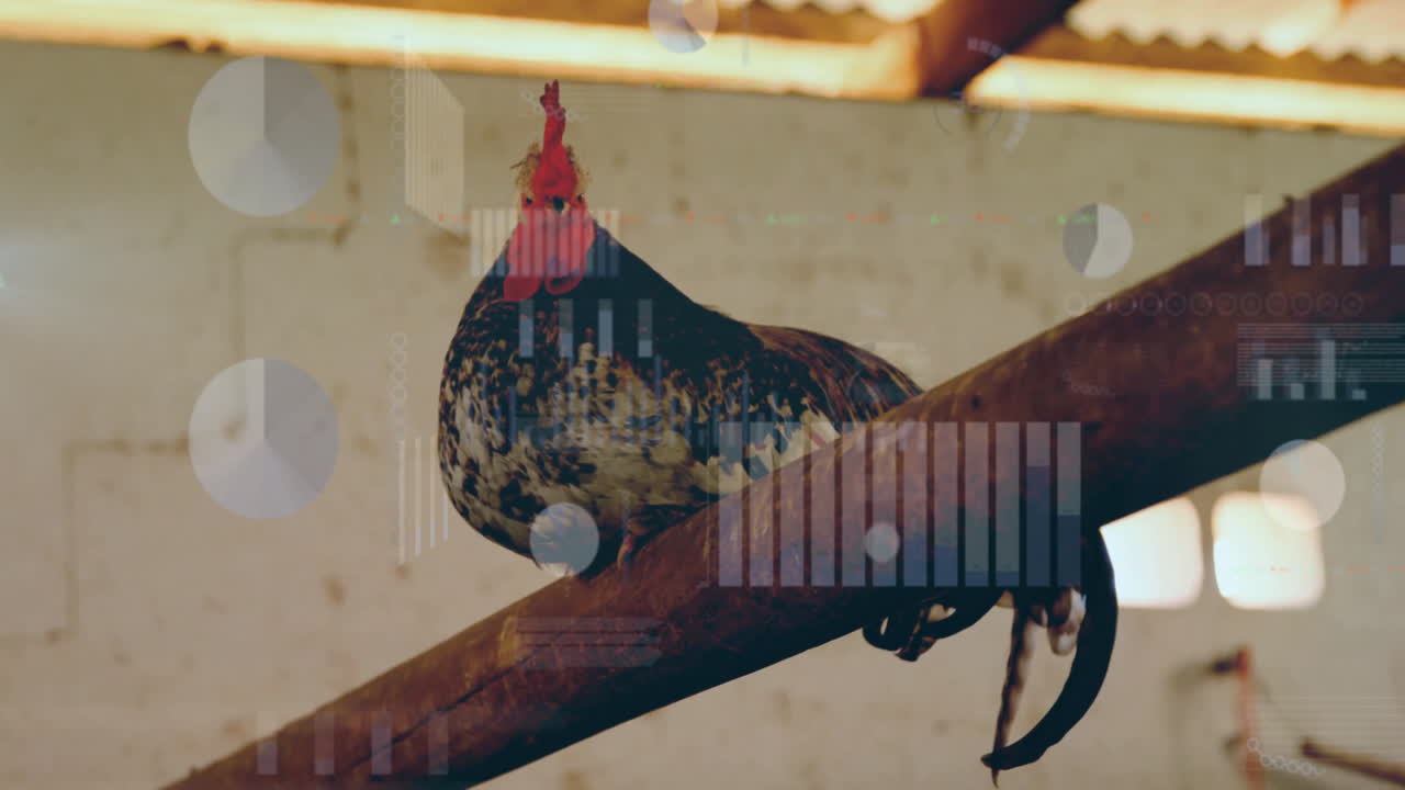Speckled rooster being animated perched on wooden beam inside rustic barn, with pie chart overlays